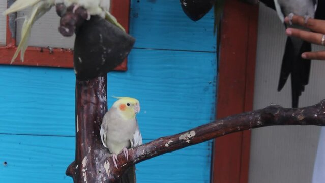 Various types of parakeets are displayed on artificial tree branches for education to visitors