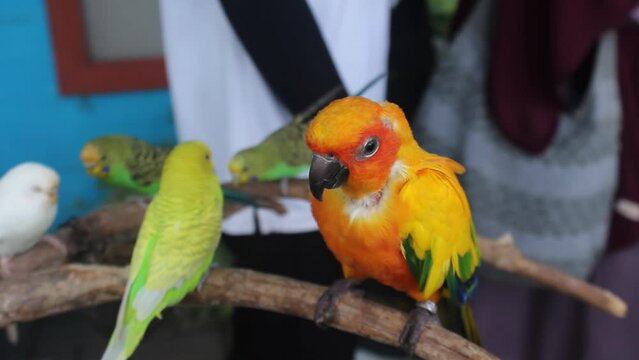 Various types of parakeets are displayed on artificial tree branches for education to visitors