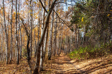 autumn in the forest