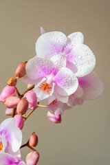 Orchids with water drops close up on a beige background.