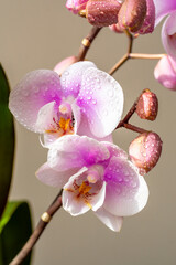 Orchids with water drops close up on a beige background.