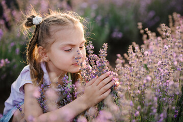 A child girl sitting in a lavender field and sniffing flowers at sunset. A smiling kid walks among lavender flowers with sunlight on a summer day. Girl holding and smell the lavender flowers closeup.