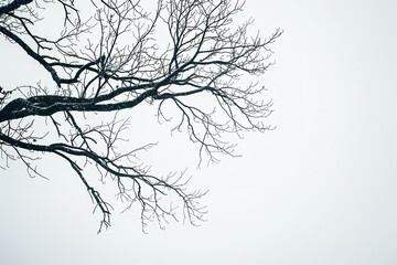Bare branches against a gray sky paint a visual metaphor for anxiety's effect - rendering the emotional landscape stark and empty