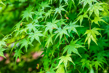 Green leaves natural background after rain. tree leaves in spring.
