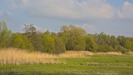 Summer landscape in the marsh of  Bourgoyen nature reserve, Ghent, Flanders, Belgium 