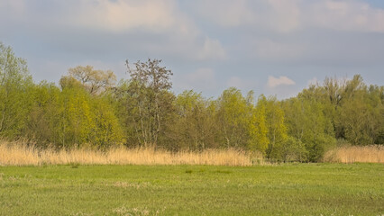 Summer landscape in the marsh of  Bourgoyen nature reserve, Ghent, Flanders, Belgium 
