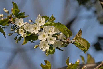 Sunny bright white cherry blossoms and green leafs in spring, selective focus with bokeh background and blue sky - prunus 