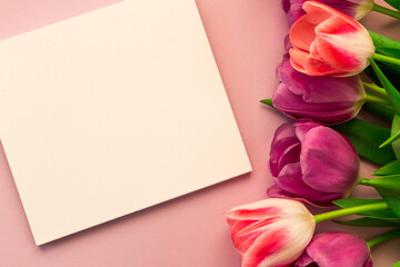 place for text or inscription. greeting card, banner, pink and purple tulips on a pink background
