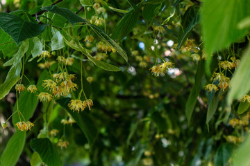linden tree blossom, close-up photo, summer herbal background with a place for text