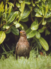 A female Blackbird looking out for predators