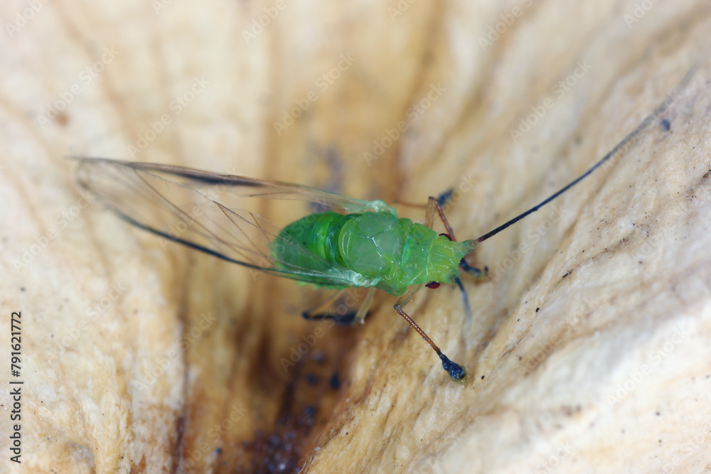 Poster high magnification, macro photo of a beautiful green aphid.