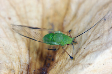 High magnification, macro photo of a beautiful green aphid.
