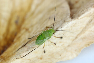 High magnification, macro photo of a beautiful green aphid.