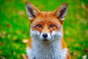 Closeup of a red fox in the forest
