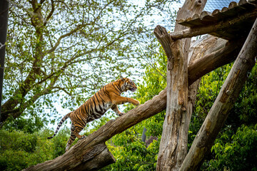 Tiger at the zoo climbing a structure