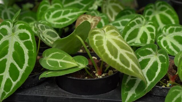 Anthurium crystallinium silver blush hybrida leaves tropical garden indoor plants heartleaves anthurium 4k