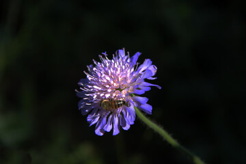 Abeille sur une fleur bleue