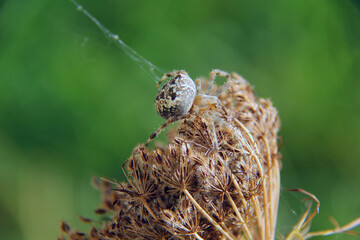 une araignée sur une plante sèche