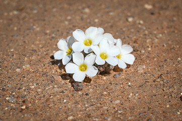 White Canbya candida flowers AKA Pygmy-poppy blooming in grainy sand