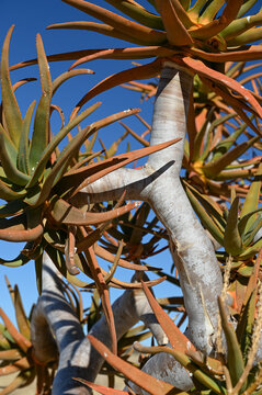 Three branches in a quiver tree with leaves