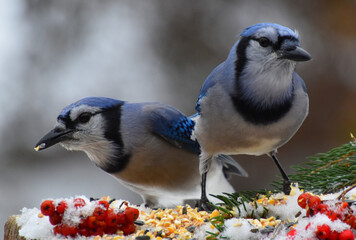 Blue Jays at the Feeder, Sainte-Apolline, Québec, Canada