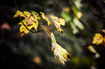 Blätter und Wald im Herbst