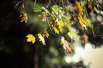 Blätter und Wald im Herbst