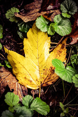 Blätter und Wald im Herbst