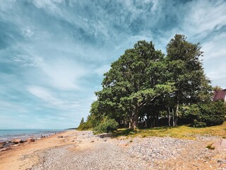 Fototapeta na wymiar Tranquil Seashore with Majestic Rocky Beach, a Green Trees Standing Tall, Clear Blue Sky Overlooking the Serene Ocean Waters, Perfect Setting for Relaxation and Reflection on a Peaceful Day.