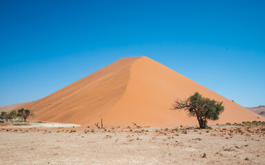 Fototapeta na wymiar Photo of a desert landscape with a sand dune, blue sky, and a thorn tree.