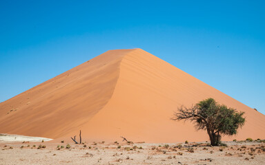 Fototapeta na wymiar Photo of a desert landscape with a sand dune, blue sky, and a thorn tree.