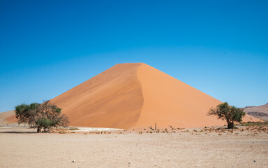 Photo of a desert landscape with a sand dune, blue sky, and a thorn tree.