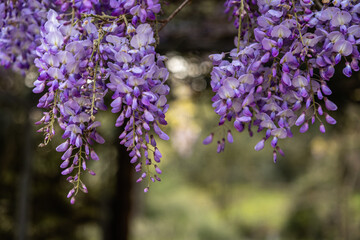 Beautiful wisteria blooming flower in early spring
