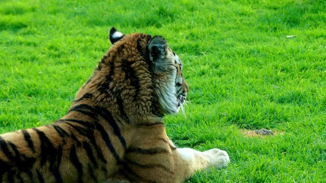 Bengal tiger (Panthera tigris)