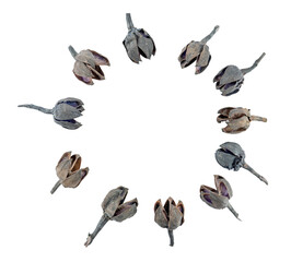 dried black flowers in a circle shape, top view, flat lay, dried spice isolated on a transparent...