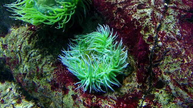 Anemonia sulcata, or Mediterranean snakelocks sea anemone, is a species of sea anemone in the family Actiniidae from the Mediterranean Sea.