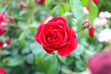 赤いバラ