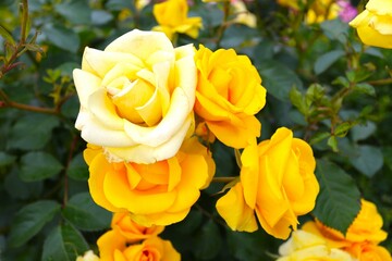 黄色バラ