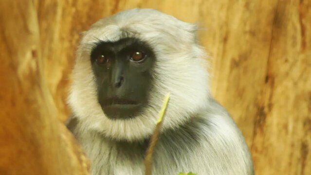Gray langurs or Hanuman langurs