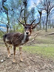 Close-up of the muzzle of a young deer. A deer with antlers walks in the forest. Large horned...