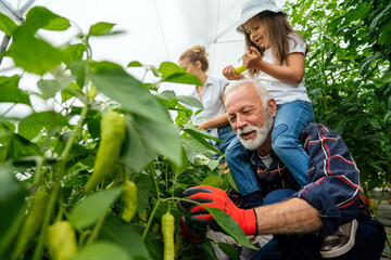 Grandfather growing organic fresh vegetables with grandchildren and family at family farm