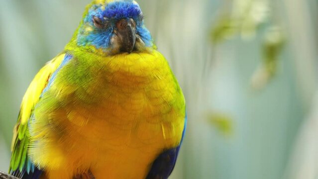 Turquoise parrot (Neophema pulchella)