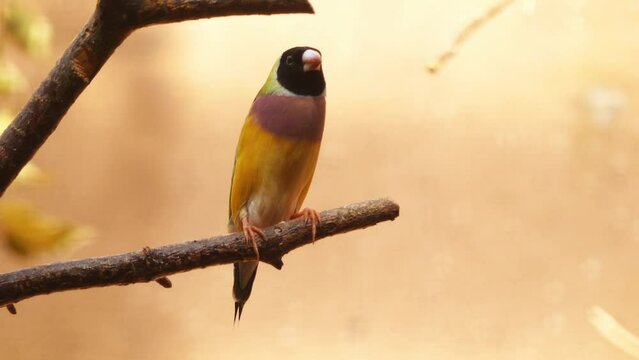 Gouldian finch (Erythrura gouldiae)