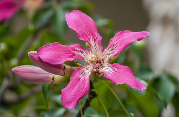 silk floss flower in the garden