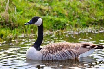 Wild geese in water. Spring time. 