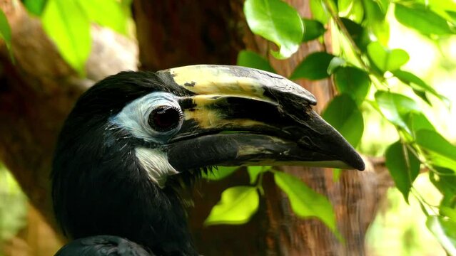 Rhyticeros is a genus of medium to large hornbills (Bucerotidae family) found in forests from Southeast Asia to the Solomons. They are sometimes included in the genus Aceros.
