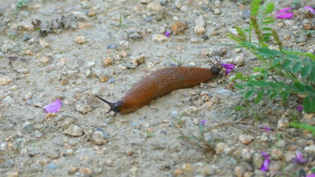 Spanish slug (Arion vulgaris)