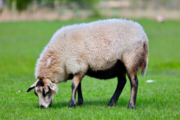 Dutch sheep on pasture. A farmland landscape in Holland. The farm is near Delft city. Delfgauw is a city in South Holland, The Netherlands.