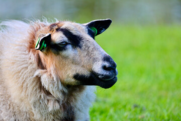 Dutch sheep on pasture. A farmland landscape in Holland. The farm is near Delft city. Delfgauw is a...