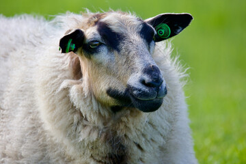 Dutch sheep on pasture. A farmland landscape in Holland. The farm is near Delft city. Delfgauw is a city in South Holland, The Netherlands.